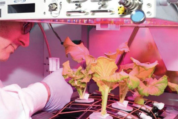 在国际空间站种植的白菜首次收获331 / 作者:UFO外星人爱好者 / 帖子ID:33208 在国际空间站种植的白菜首次收获331 / 作者:UFO外星人爱好者 / 帖子ID:33208