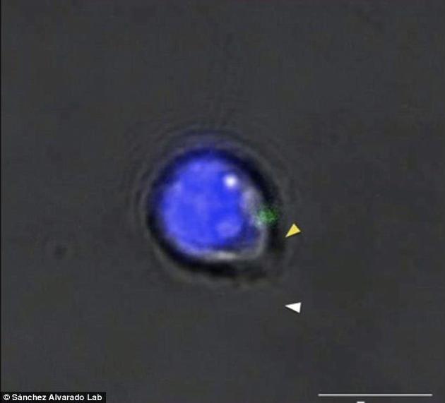 研究发现涡虫的干细胞再生之能：人体器官再生有望实现988 / 作者:UFO外星人爱好者 / 帖子ID:33228