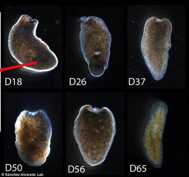 研究发现涡虫的干细胞再生之能：人体器官再生有望实现140 / 作者:UFO外星人爱好者 / 帖子ID:33228
