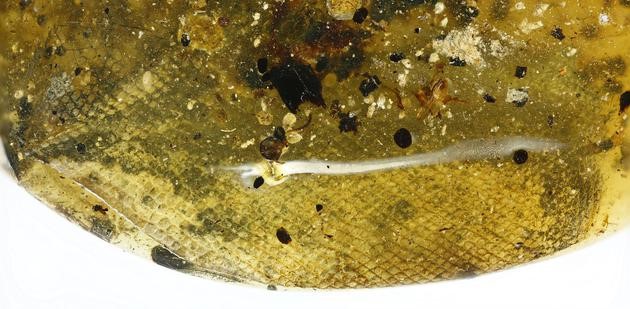 震惊！首次在琥珀里发现了蛇类标本！913 / 作者:UFO外星人爱好者 / 帖子ID:33257