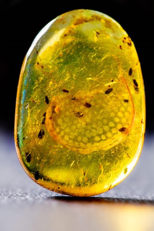 震惊！首次在琥珀里发现了蛇类标本！427 / 作者:UFO外星人爱好者 / 帖子ID:33257