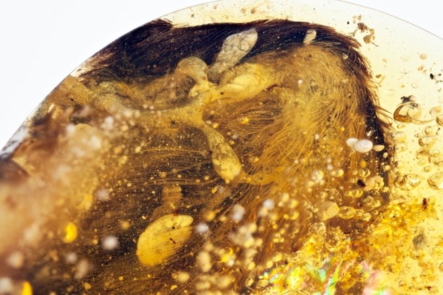 震惊！首次在琥珀里发现了蛇类标本！222 / 作者:UFO外星人爱好者 / 帖子ID:33257