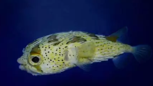 动物界的“刺头”大佬 豪猪首当其冲823 / 作者:UFO外星人爱好者 / 帖子ID:33938