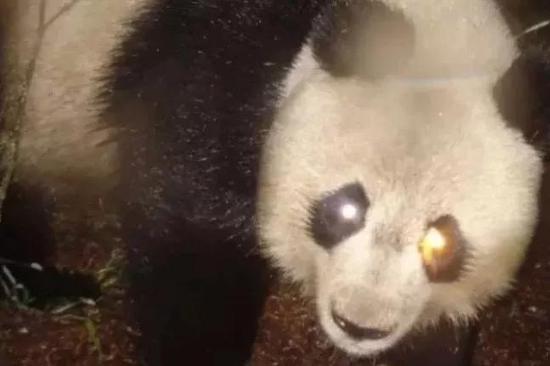 在人类关照下的熊猫们，因气候问题再次陷入困境！739 / 作者:UFO外星人爱好者 / 帖子ID:33973