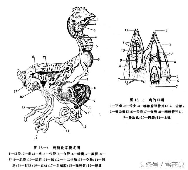 【无头鸡】不死之谜，无头鸡存活18个月的秘密910 / 作者:伤我心太深 / 帖子ID:34042