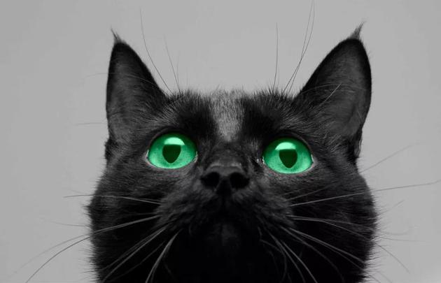 中世纪屠杀猫的事件：猫是女巫同类？还是其他原因？789 / 作者:UFO外星人爱好者 / 帖子ID:34444