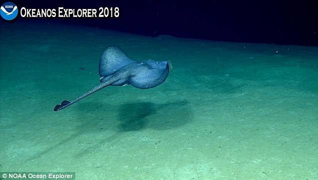 墨西哥海湾惊现鬼魅特征头足类动物？难道是外星生物？517 / 作者:UFO外星人爱好者 / 帖子ID:34423