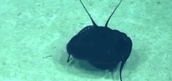 墨西哥海湾惊现鬼魅特征头足类动物？难道是外星生物？889 / 作者:UFO外星人爱好者 / 帖子ID:34423