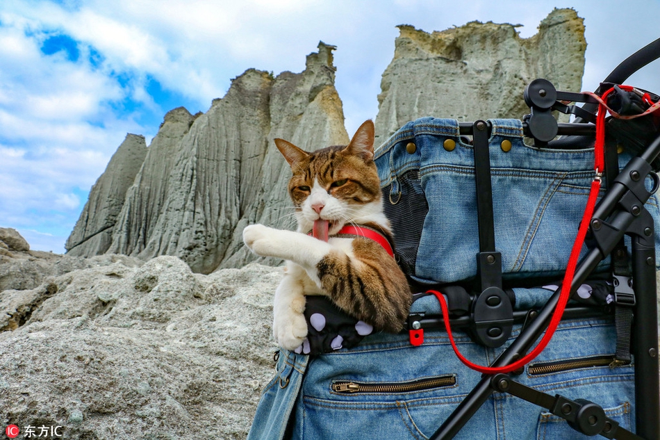 浪漫的旅行！猫咪变“旅游达猫”！264 / 作者:UFO外星人爱好者 / 帖子ID:34418