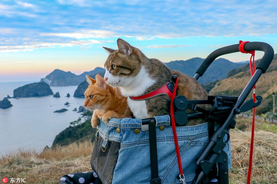 浪漫的旅行！猫咪变“旅游达猫”！851 / 作者:UFO外星人爱好者 / 帖子ID:34418