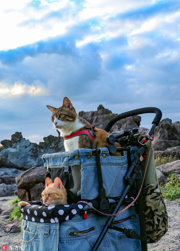 浪漫的旅行！猫咪变“旅游达猫”！477 / 作者:UFO外星人爱好者 / 帖子ID:34418