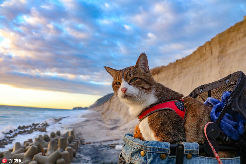 浪漫的旅行！猫咪变“旅游达猫”！215 / 作者:UFO外星人爱好者 / 帖子ID:34418