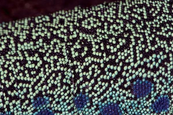 蓝斑蜥蜴独特的斑点图案由元胞自动机决定787 / 作者:UFO外星人爱好者 / 帖子ID:34542
