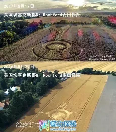 2017年8月17日英国埃塞克斯郡麦田怪圈47 / 作者:eason320hk / 帖子ID:34531