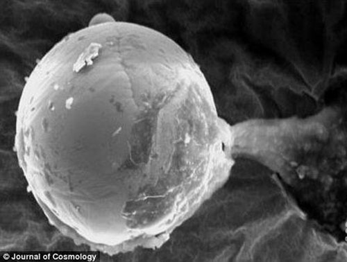 英科学家称发现外星生命证据993 / 作者:UFO外星人爱好者 / 帖子ID:34898