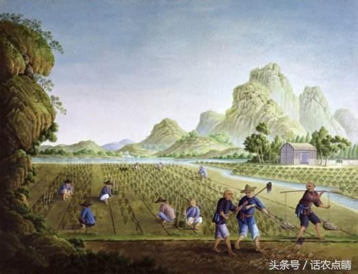 人类农业文明的起源731 / 作者:gooobooo / 帖子ID:39948