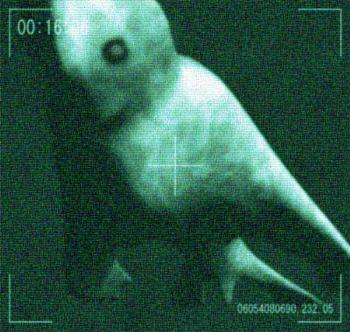 ningen(＂南极人＂或者＂南极人造人＂)347 / 作者:UFO外星人爱好者 / 帖子ID:40479