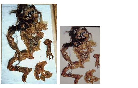 吸血怪兽卓柏卡布拉165 / 作者:UFO外星人爱好者 / 帖子ID:40462