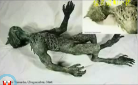 吸血怪兽卓柏卡布拉170 / 作者:UFO外星人爱好者 / 帖子ID:40462