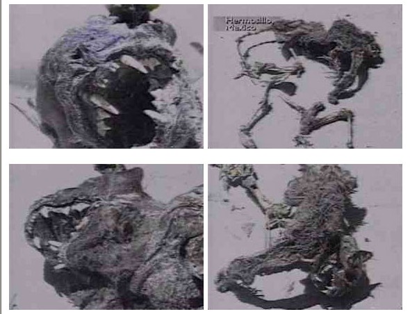 吸血怪兽卓柏卡布拉161 / 作者:UFO外星人爱好者 / 帖子ID:40462