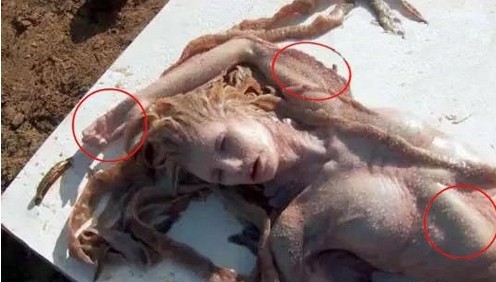 世界上真的有美人鱼存在吗620 / 作者:UFO外星人爱好者 / 帖子ID:40401