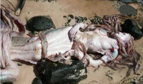 世界上真的有美人鱼存在吗696 / 作者:UFO外星人爱好者 / 帖子ID:40401