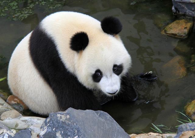 人类起源是有猿演化来的，生物进化论是真的吗？667 / 作者:ejinjing / 帖子ID:41247