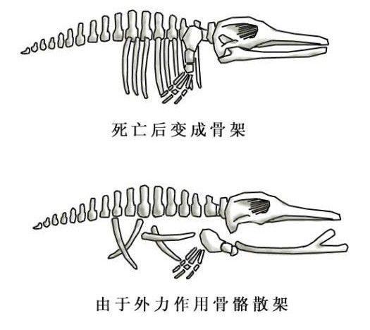 惊奇营口坠龙事件（最新解密）24 / 作者:fishbiscuit456 / 帖子ID:41891