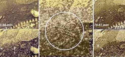 金星上发现”黑色条纹“，可能有高级外星人存？364 / 作者:ananokok / 帖子ID:42049