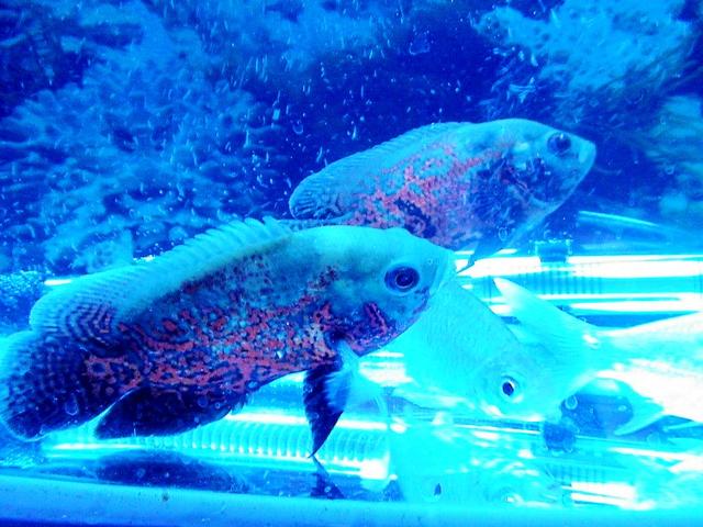 暗物质占宇宙96%，人类为何感知不到它的存在？669 / 作者:everloses / 帖子ID:42179