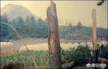 中国三大UFO悬案之一的黄延秋飞行事件是怎么回事？342 / 作者:eXyGsLaf / 帖子ID:42249