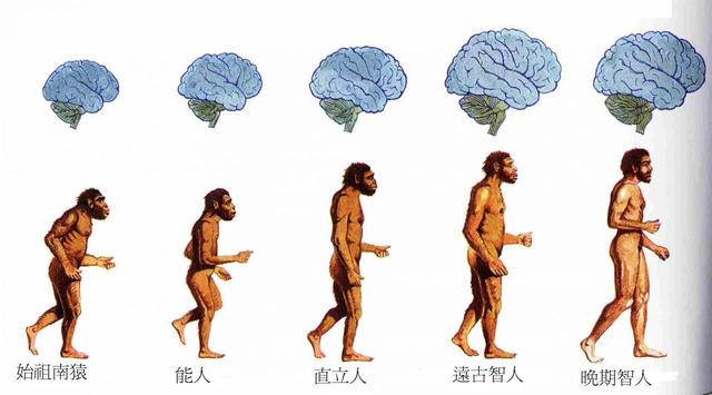 关于人类的起源和由来，真的是猿猴所化吗？987 / 作者:TejUKCJa / 帖子ID:42427