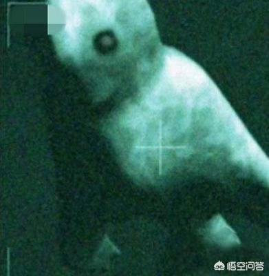 当年科学家发现的南极人，真的是外星人吗？还是什么其他的物种？633 / 作者:ASUKI / 帖子ID:42543