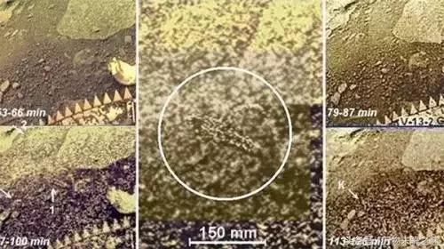 金星上发现外星人？35 / 作者:qfwoshiyu / 帖子ID:42812