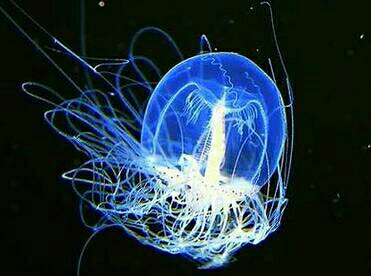 人类为什么按照地球生物的生存条件来寻找外星生物？542 / 作者:传奇私服cdegeq / 帖子ID:43128