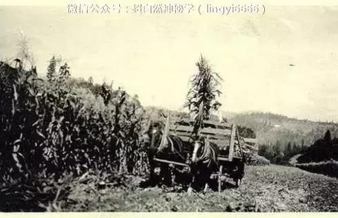1870-1966年最真实的不明飞行物照片合集771 / 作者:流氓插件 / 帖子ID:43413