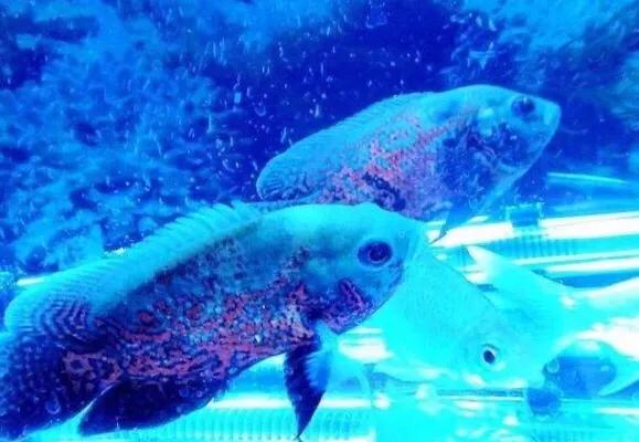 暗物质占宇宙95%以上，我们却为何感知不到它的存在？10 / 作者:aHNtCqDM / 帖子ID:43456