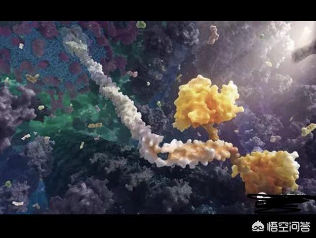 宇宙有没有可能是一个巨大的生命体，它膨胀是因为它在长大？78 / 作者:renew / 帖子ID:43578