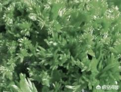 如何证明“奇点”大爆炸而形成宇宙的理论是错误的？458 / 作者:jhg001002 / 帖子ID:43805