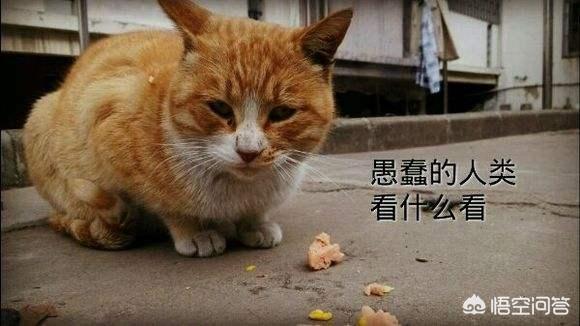 为什么史蒂芬霍金认为人类千万不要回复外星人的无线电信号？556 / 作者:akmpswv / 帖子ID:43879