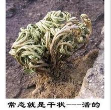 地球上有哪些生物是以违背生命规律的方式存在的？184 / 作者:1254873 / 帖子ID:43949