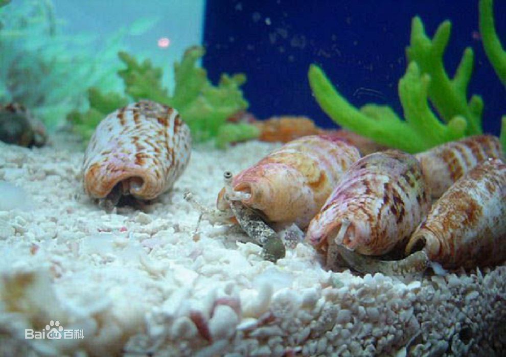 地球上有哪些生物是以违背生命规律的方式存在的？227 / 作者:1254873 / 帖子ID:43949