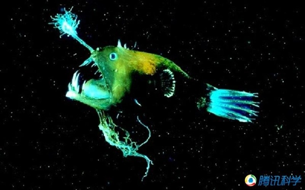 地球上有哪些生物是以违背生命规律的方式存在的？526 / 作者:1254873 / 帖子ID:43949