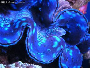 地球上有哪些生物是以违背生命规律的方式存在的？705 / 作者:1254873 / 帖子ID:43949