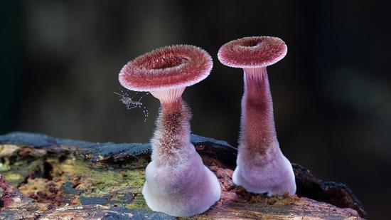 地球上有哪些生物是以违背生命规律的方式存在的？460 / 作者:1254873 / 帖子ID:43949