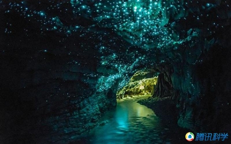 地球上有哪些生物是以违背生命规律的方式存在的？394 / 作者:1254873 / 帖子ID:43949