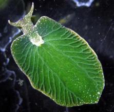 地球上有哪些生物是以违背生命规律的方式存在的？957 / 作者:傲雪风 / 帖子ID:43949