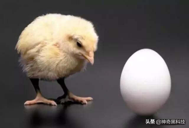 第一个人类，第一只鸡到底是如何诞生的？968 / 作者:可梦吧 / 帖子ID:44008