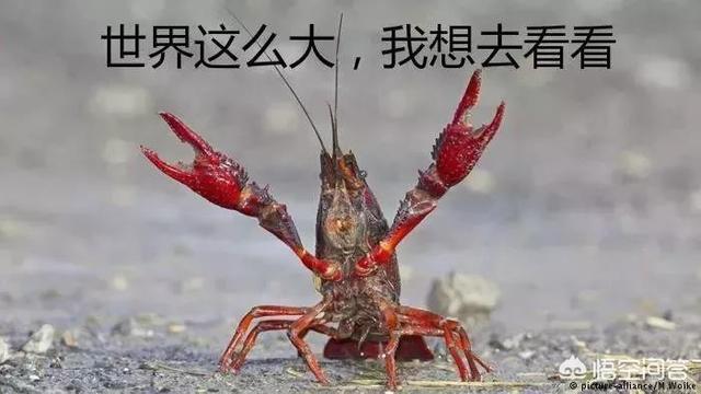 如果可以太空旅行，你在离开地球的时候要做什么事？868 / 作者:nitenite / 帖子ID:44694