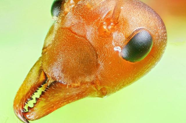 人类是微生物1亿倍，是否意味着宇宙存在比人类大1亿倍的生物？480 / 作者:静静的读你 / 帖子ID:45160